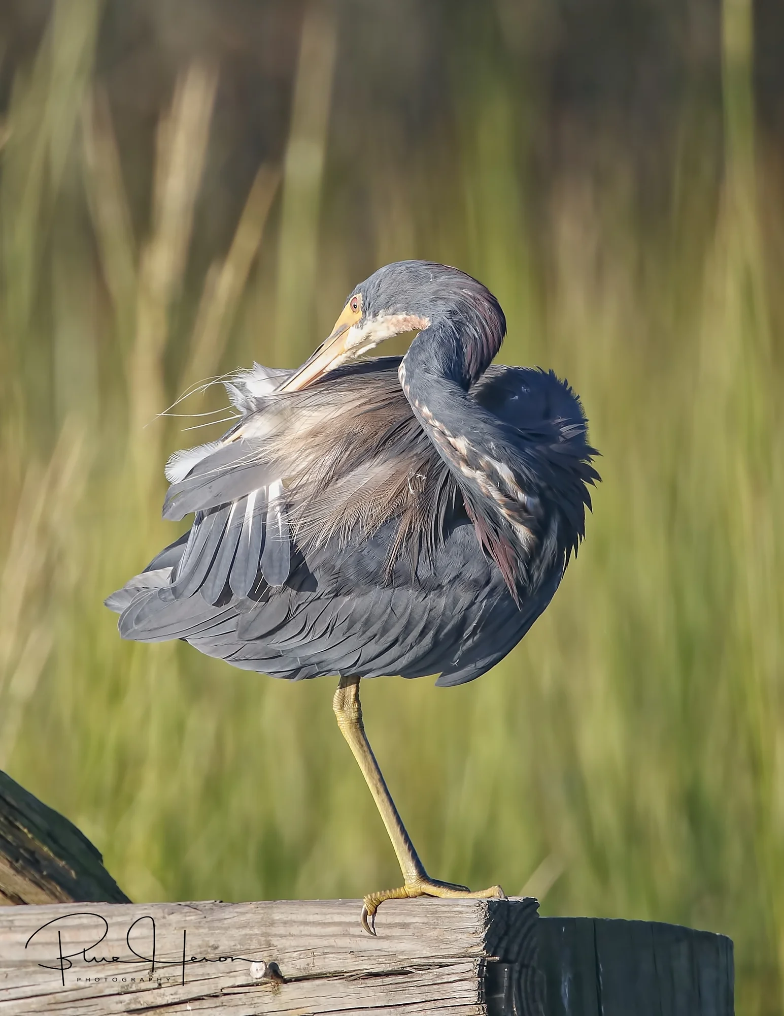 Tail feather adjustments