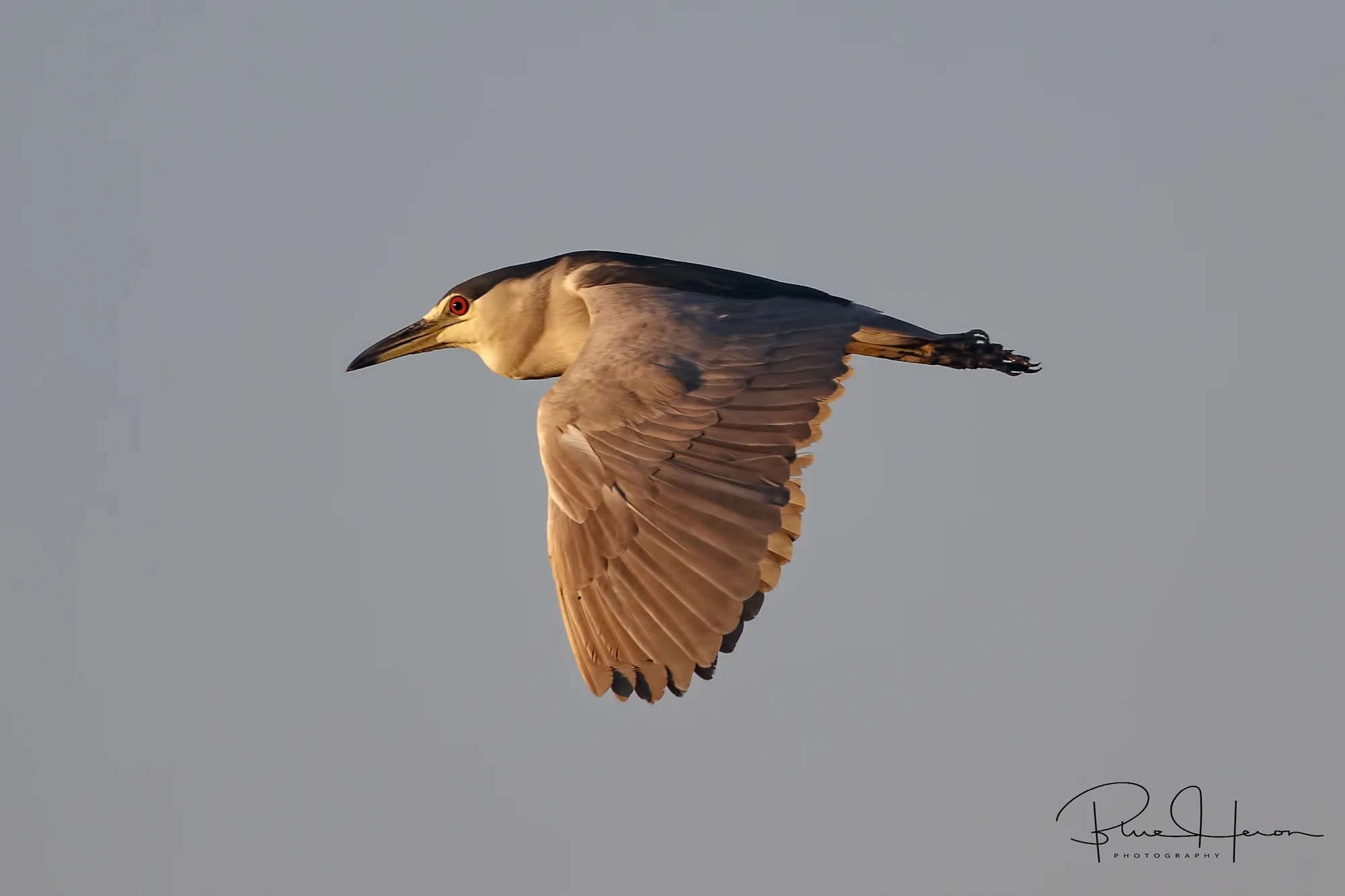 A Black-crowned Night Heron flies over the Broward