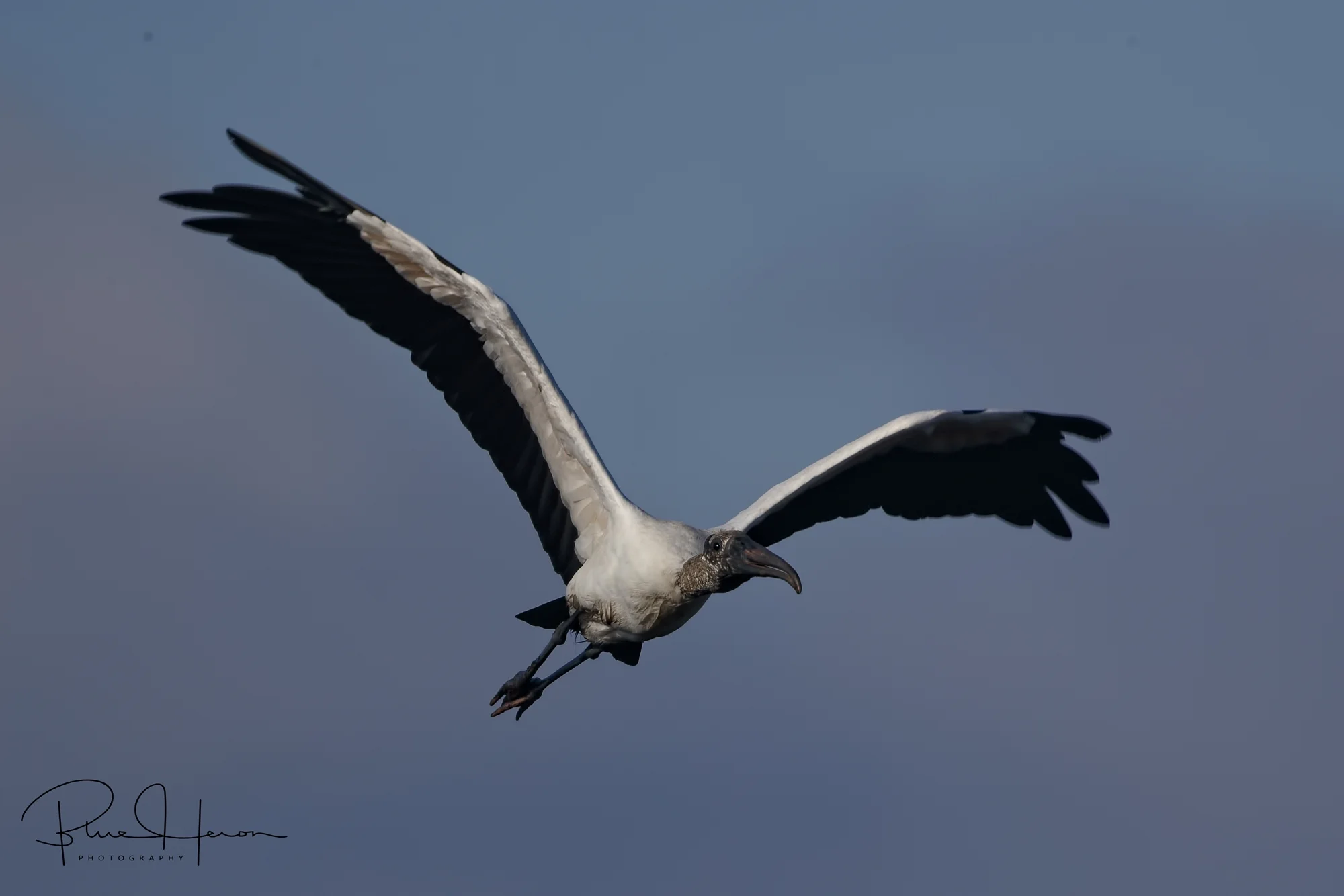 Wood Stork fly by in the morning light…they may be ugly but they are graceful in flight. A fifth day creation.