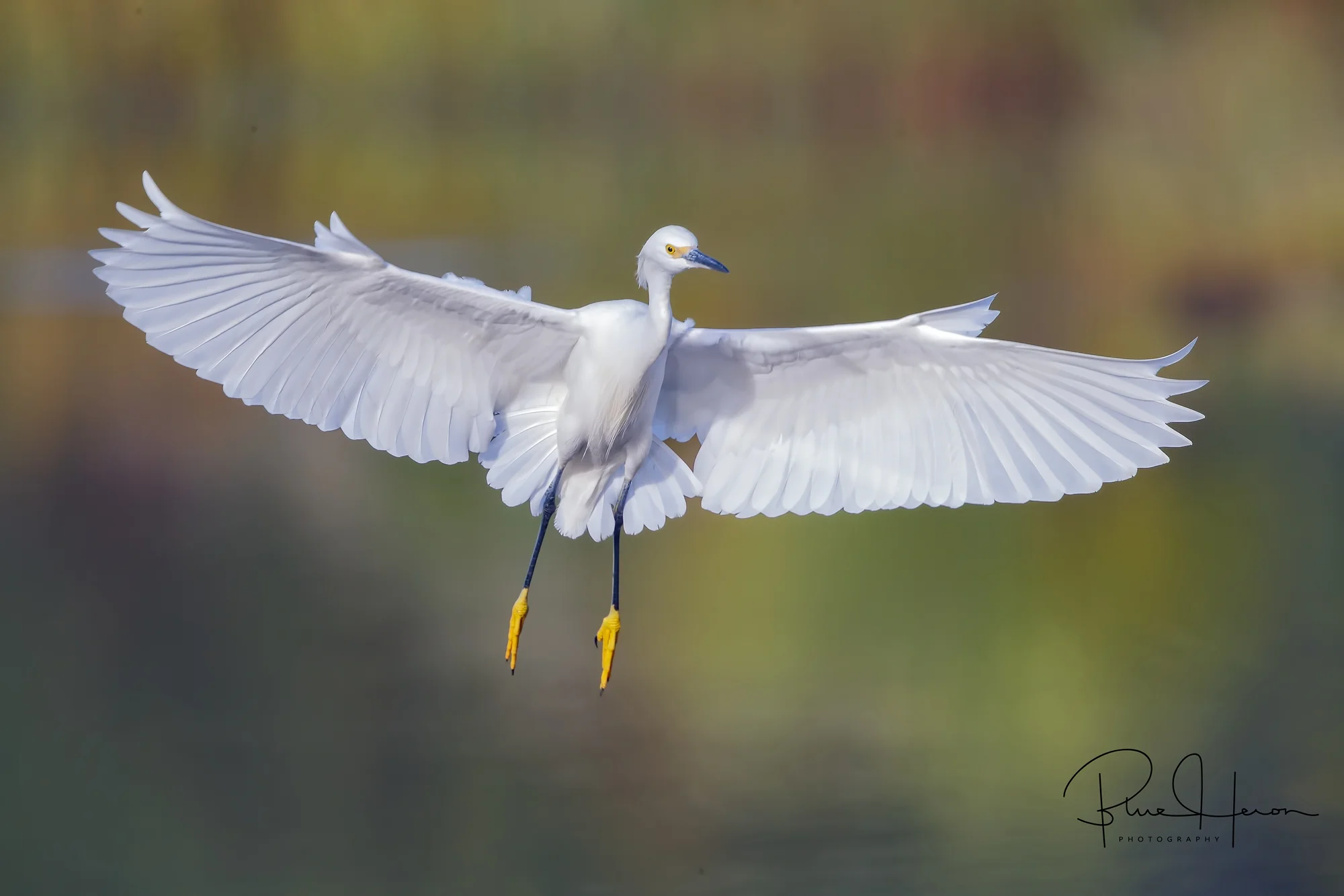 Florida “Snowfall”. A Snowy Egret floats down to the dock…