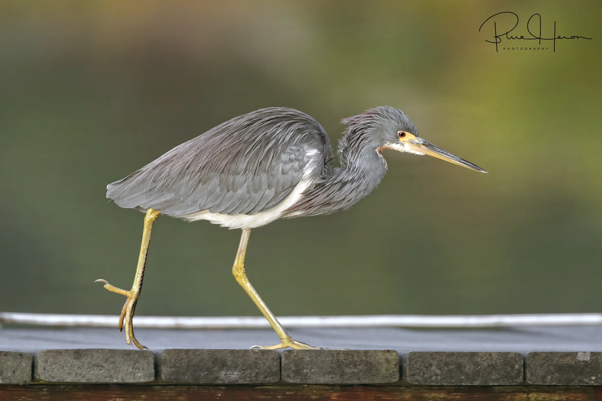 Tricolored Heron racing down the dock to get morning minnows…