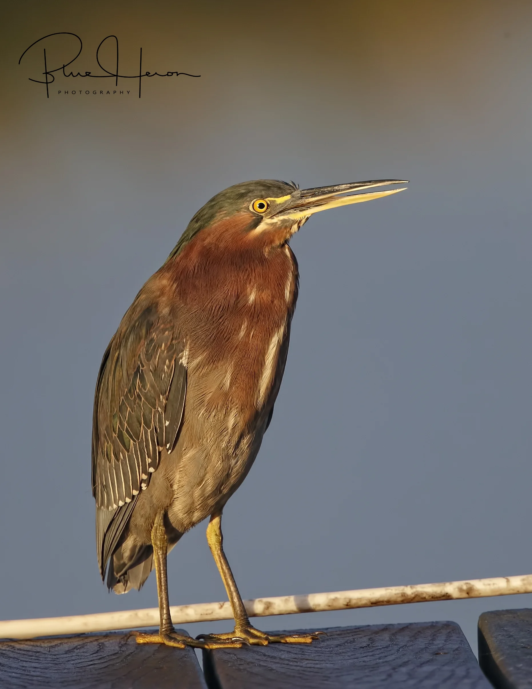 A Little Green Heron lands on the dock and is perturbed by the noise of the woodpecker
