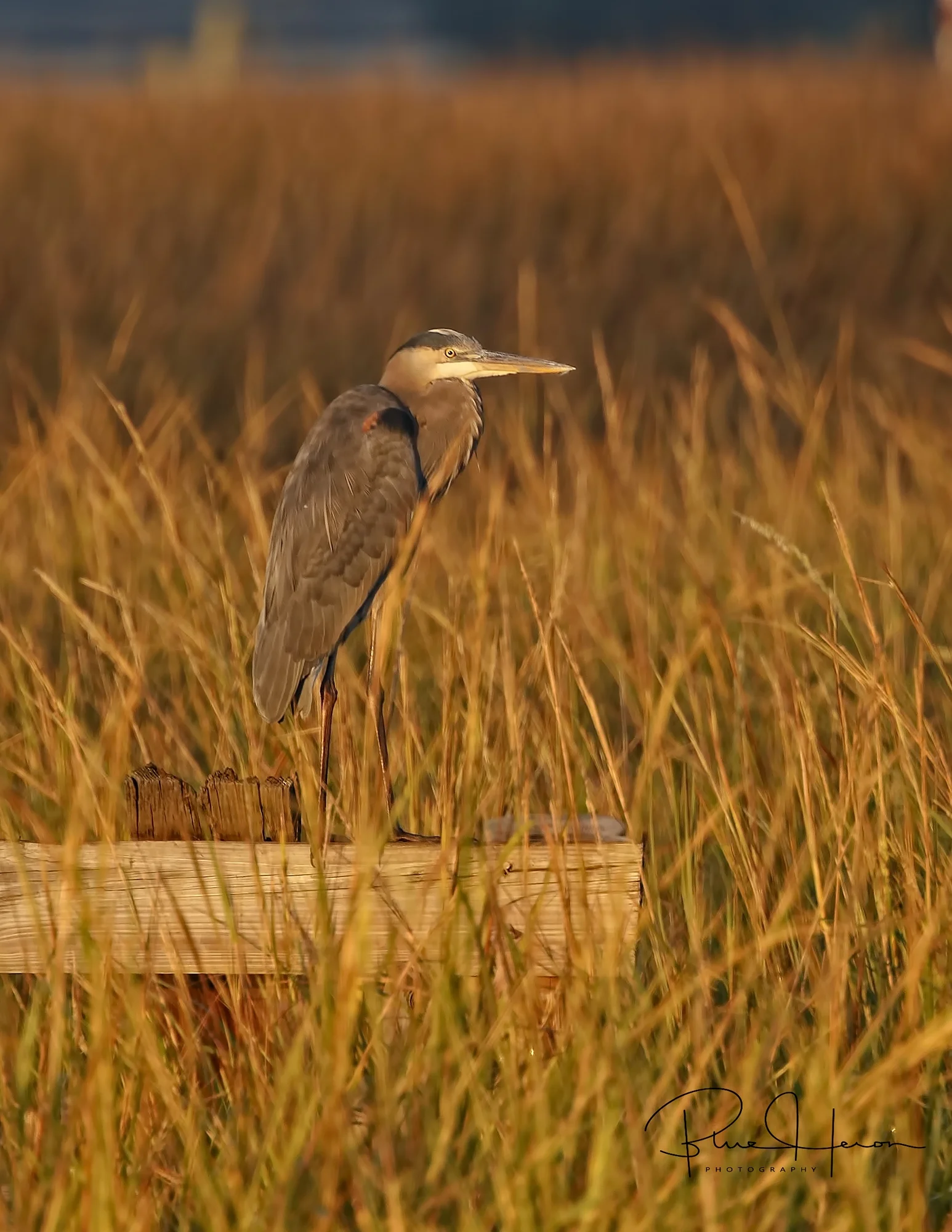 Great Blue Heron on the old pier