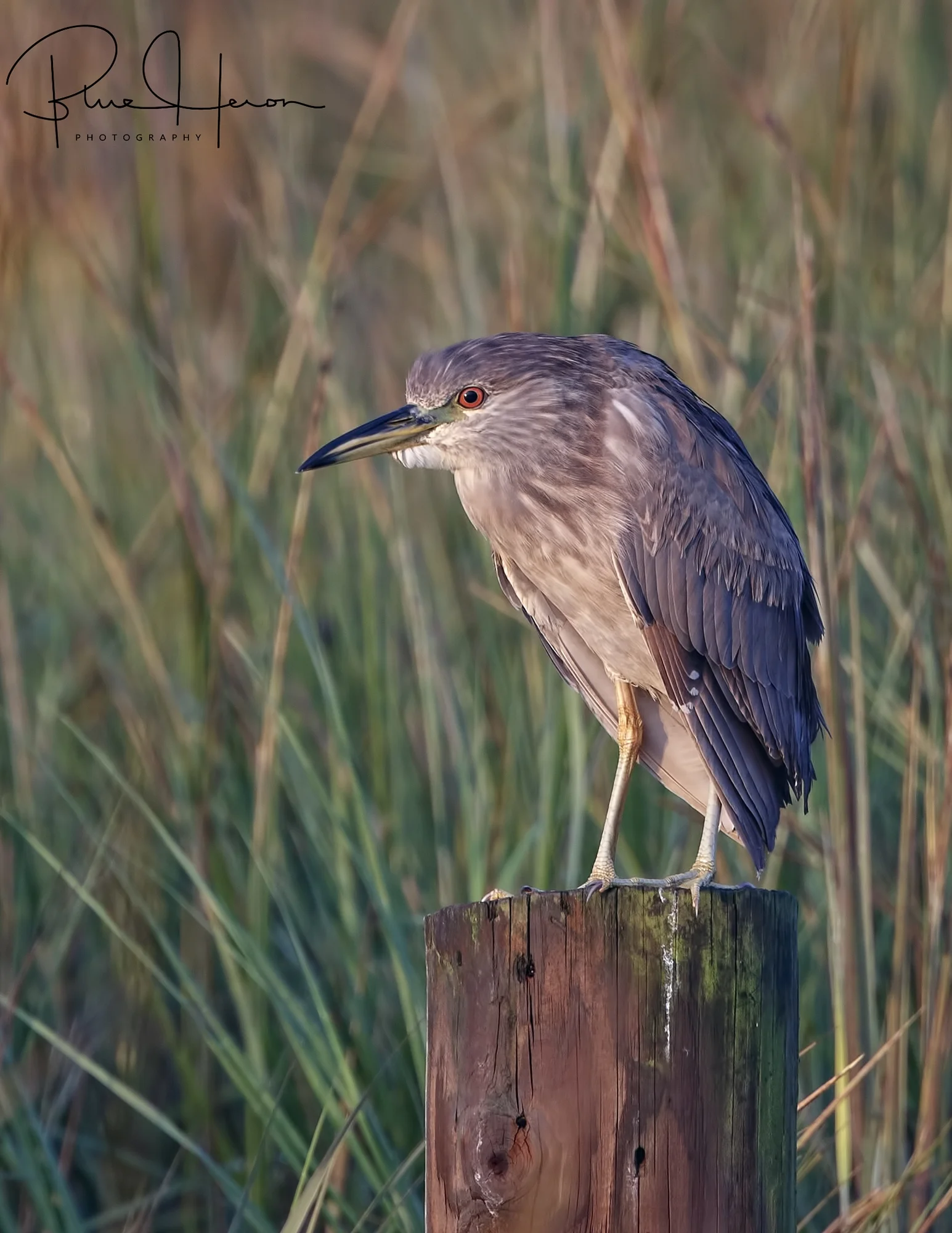 Juvenile Black-crowned Night Heron