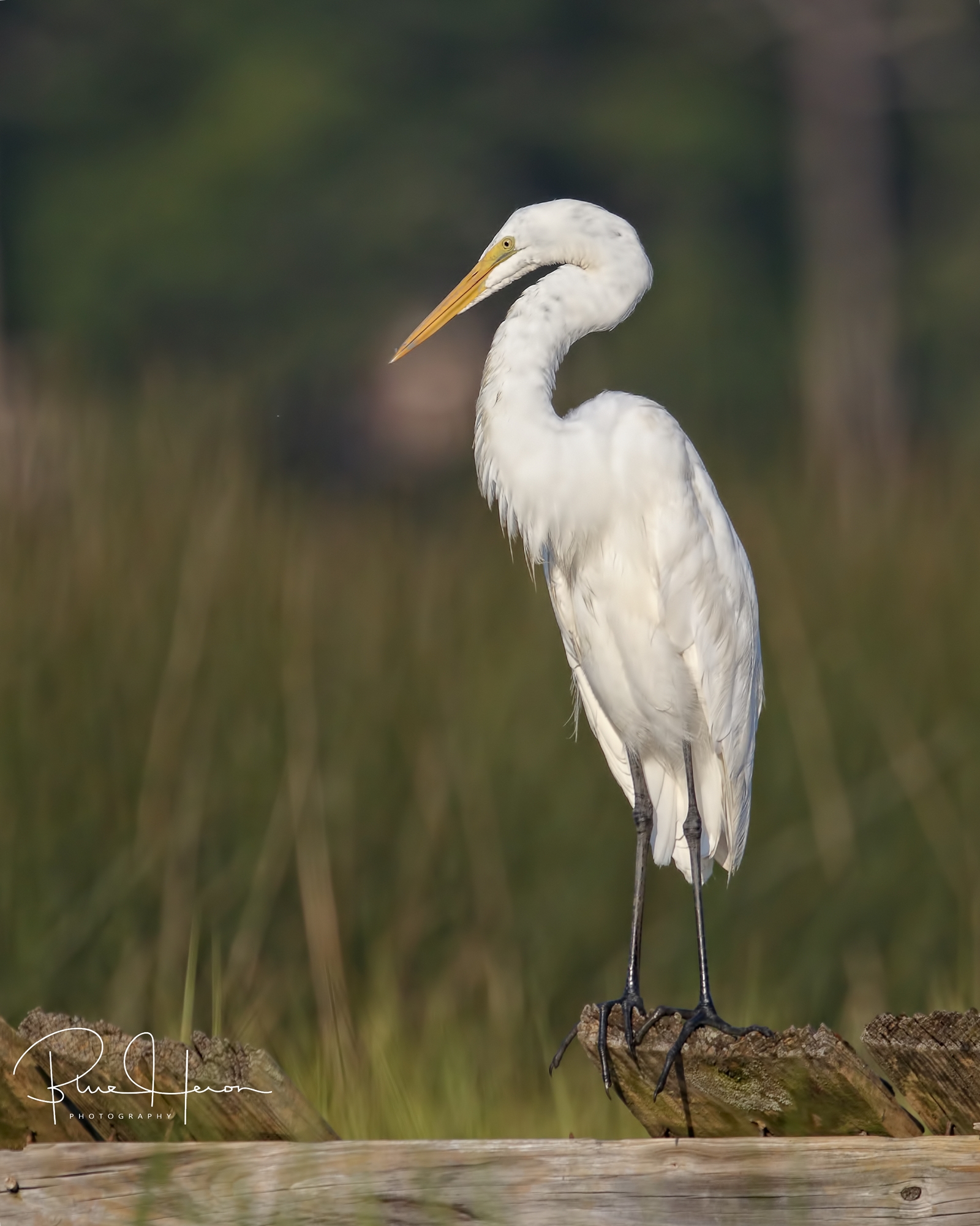 A graceful Great Egret on the old dock