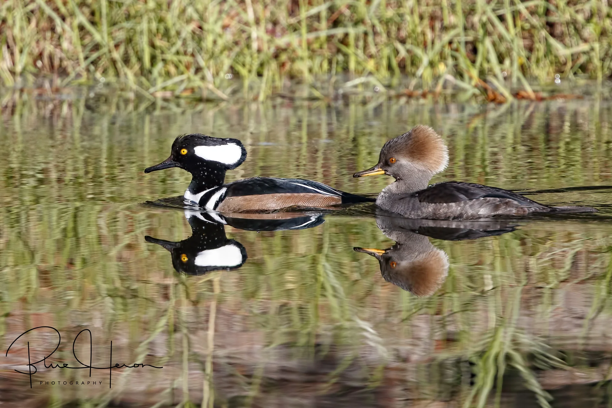 Mating pair of Hooded Merganser ducks,,male on the left..female on the right..