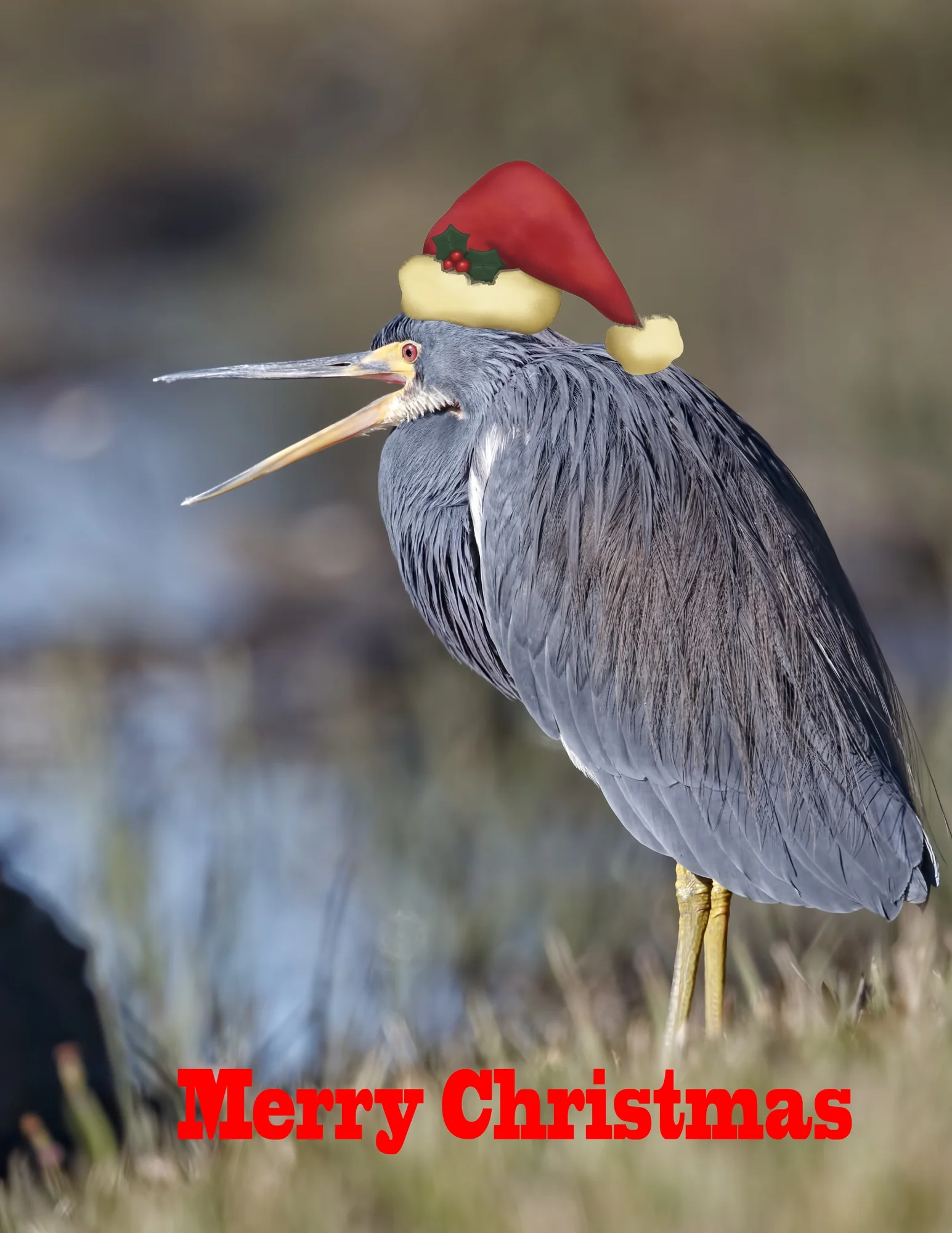 Merry Christmas 2018 from Reflections on Broward