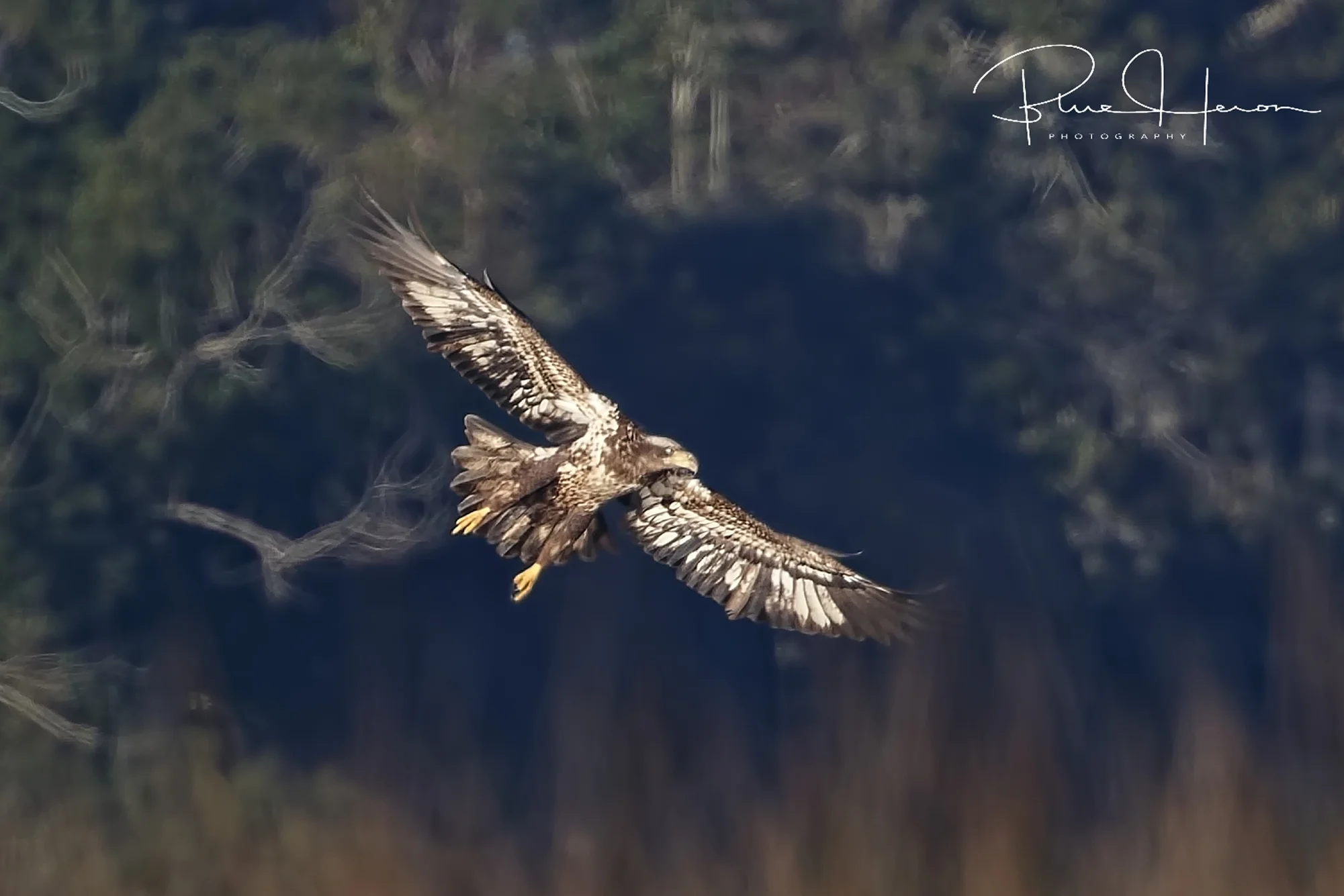 The juvenile Eagle spots some prey and settles into the marsh out of sight..