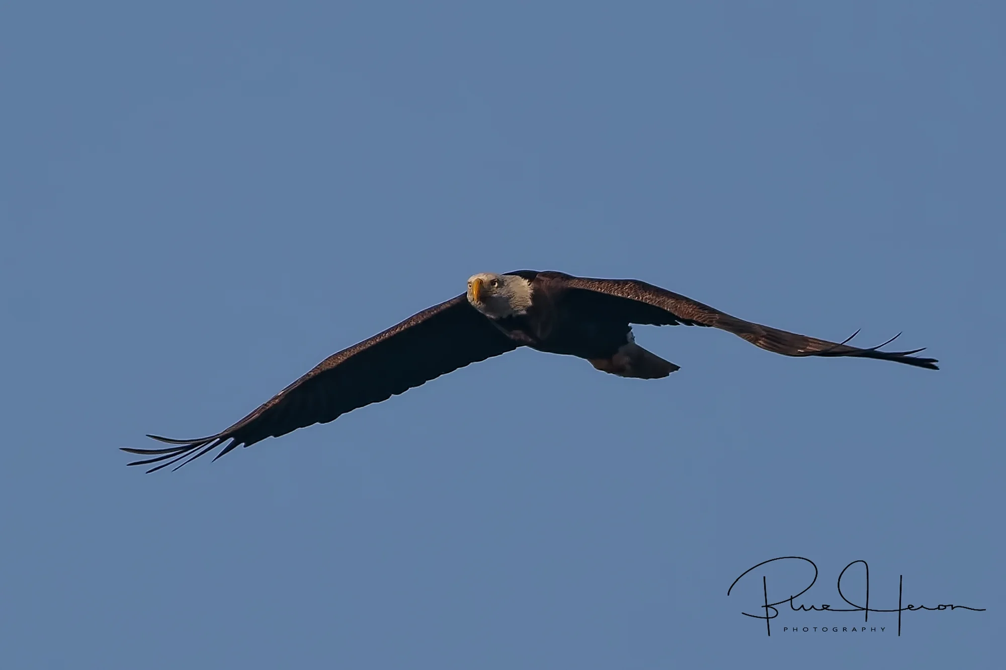 I see you Mr. Doohickey!, An adult Great Bald Eagle flies up the Broward. I have been spotted..