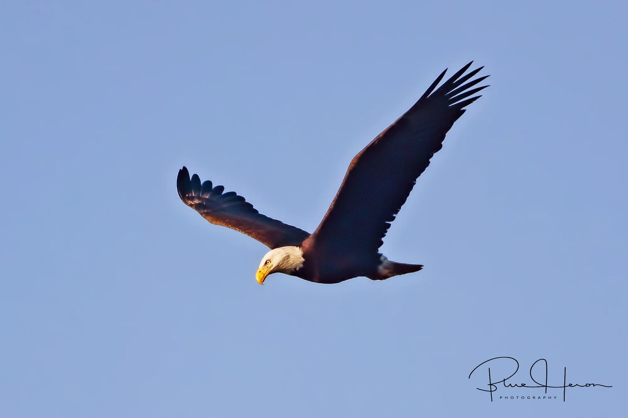 The adult Bald Eagle circles the marsh and lands in a tall pine across the river..
