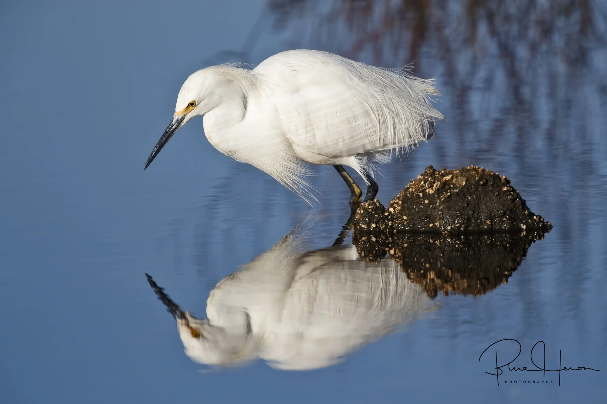 If looks could kill, I’d be dead! What a handsome looking bird!