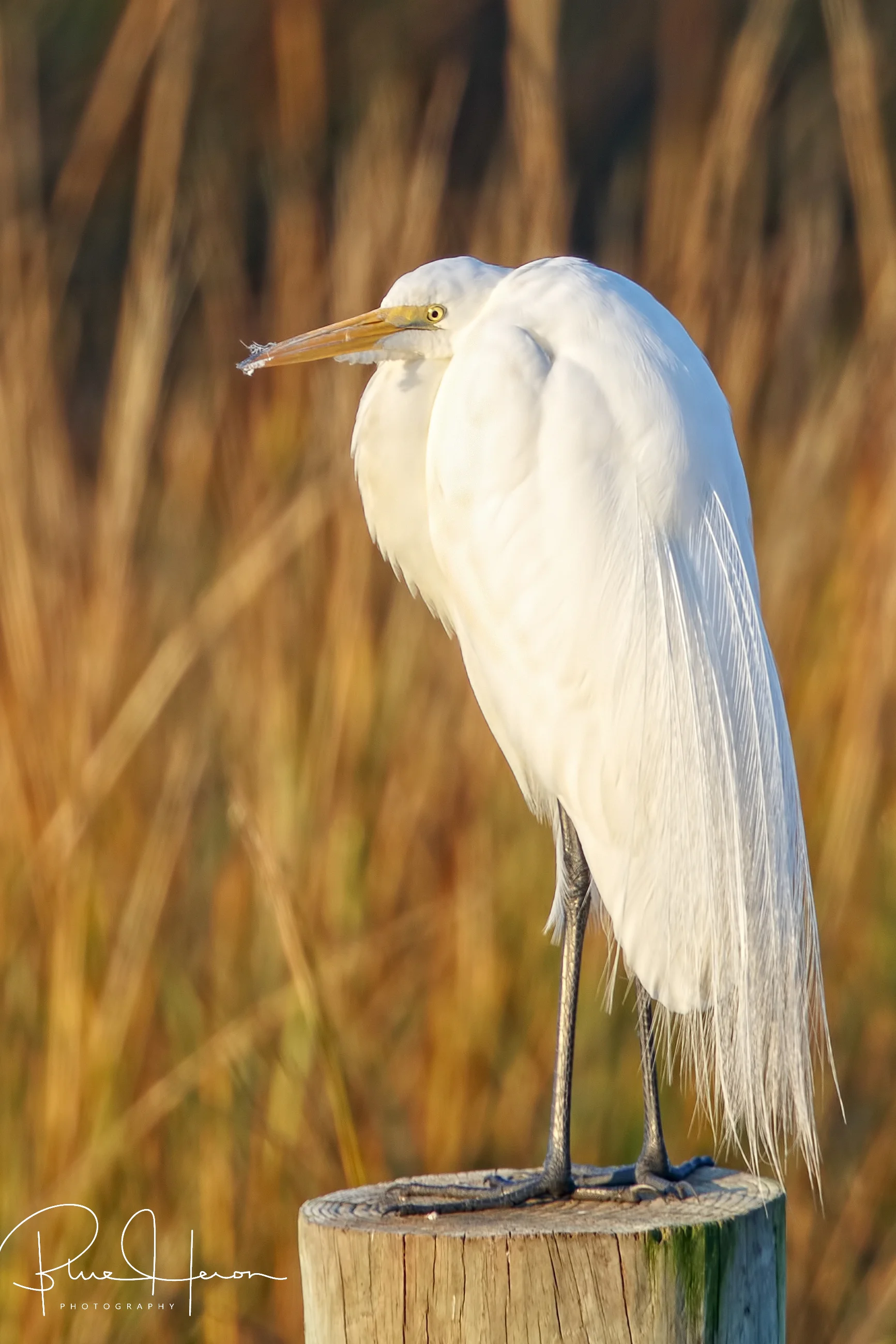 The Great White Egrets are starting to show breeding plumes. Spring is in the air.