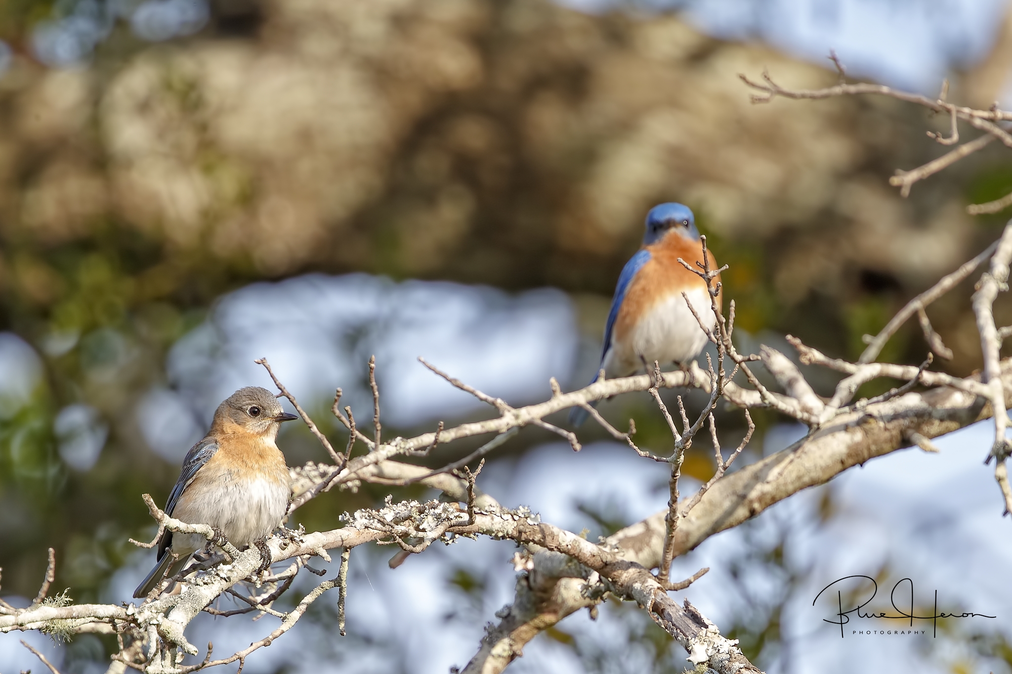 Watchful eyes…watching me watching you..