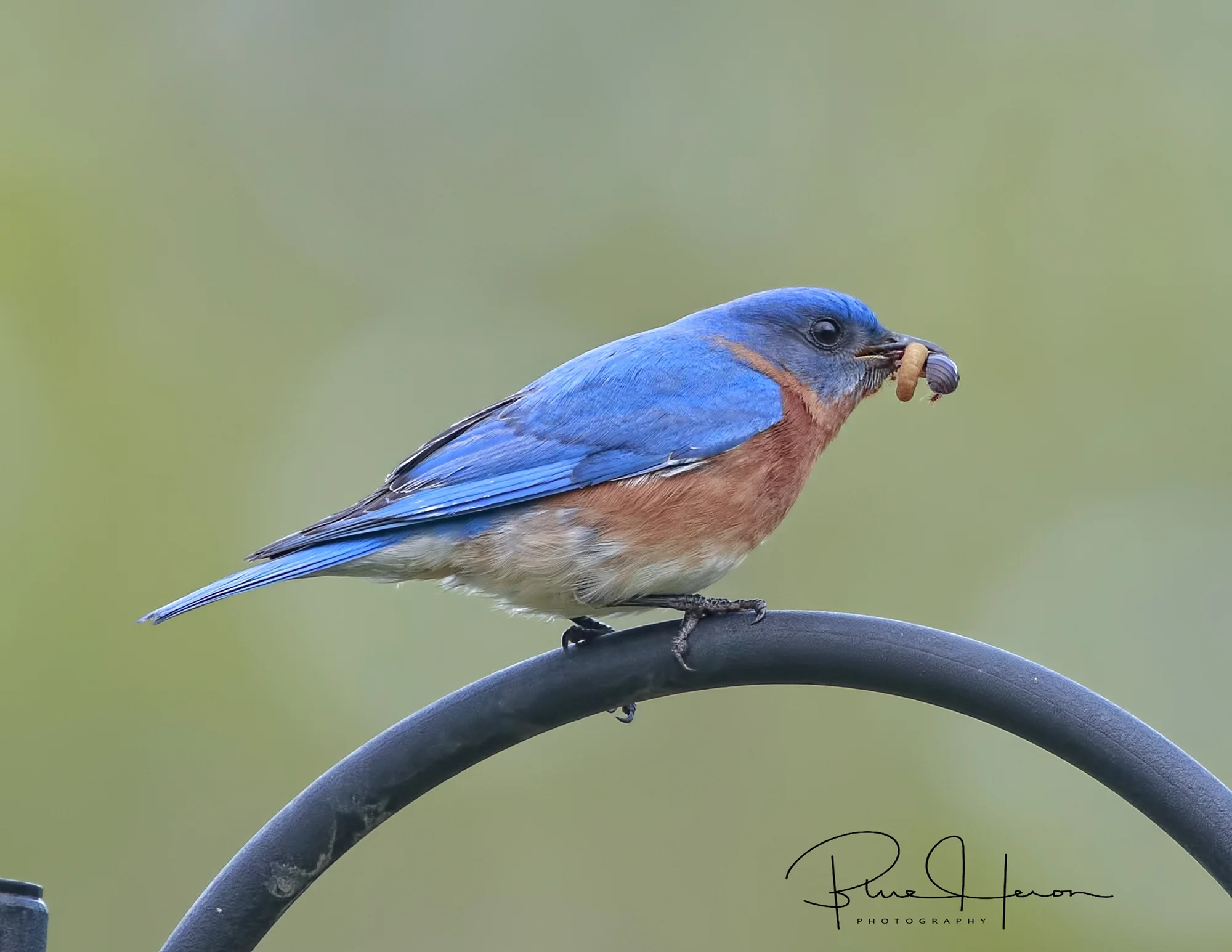 At one point daddy Bluebird was hauling in bugs three at a time