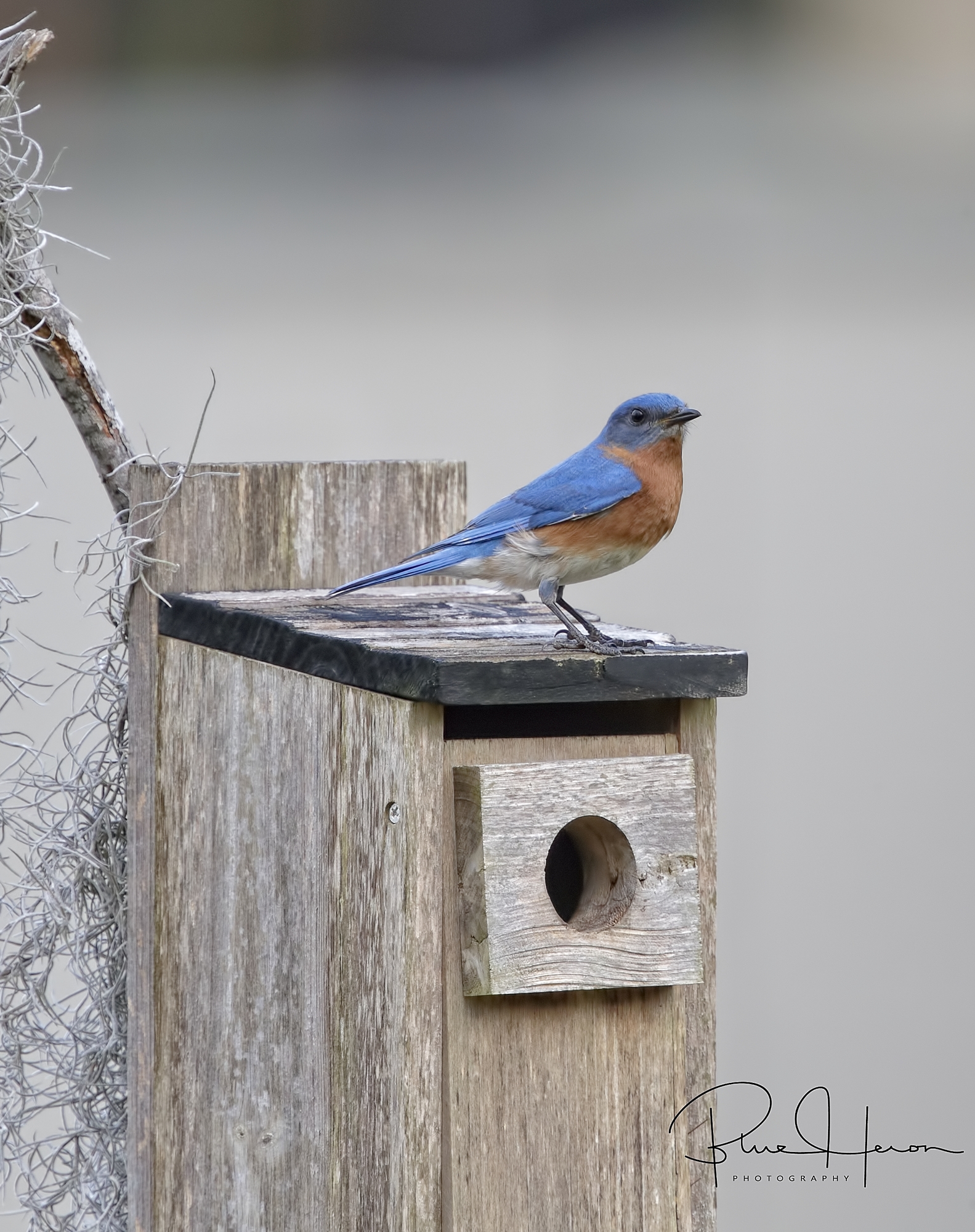 The nest is now empty, the job is done..a job well done for two busy Bluebirds..