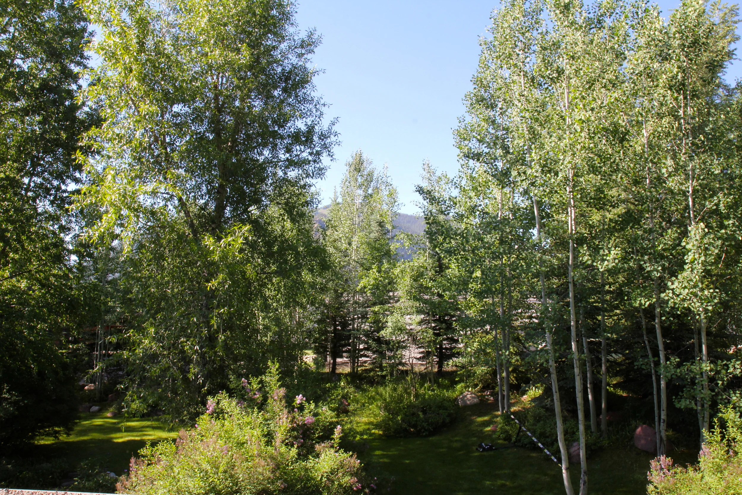 View of the Garden and Aspen Mountain in the Summer