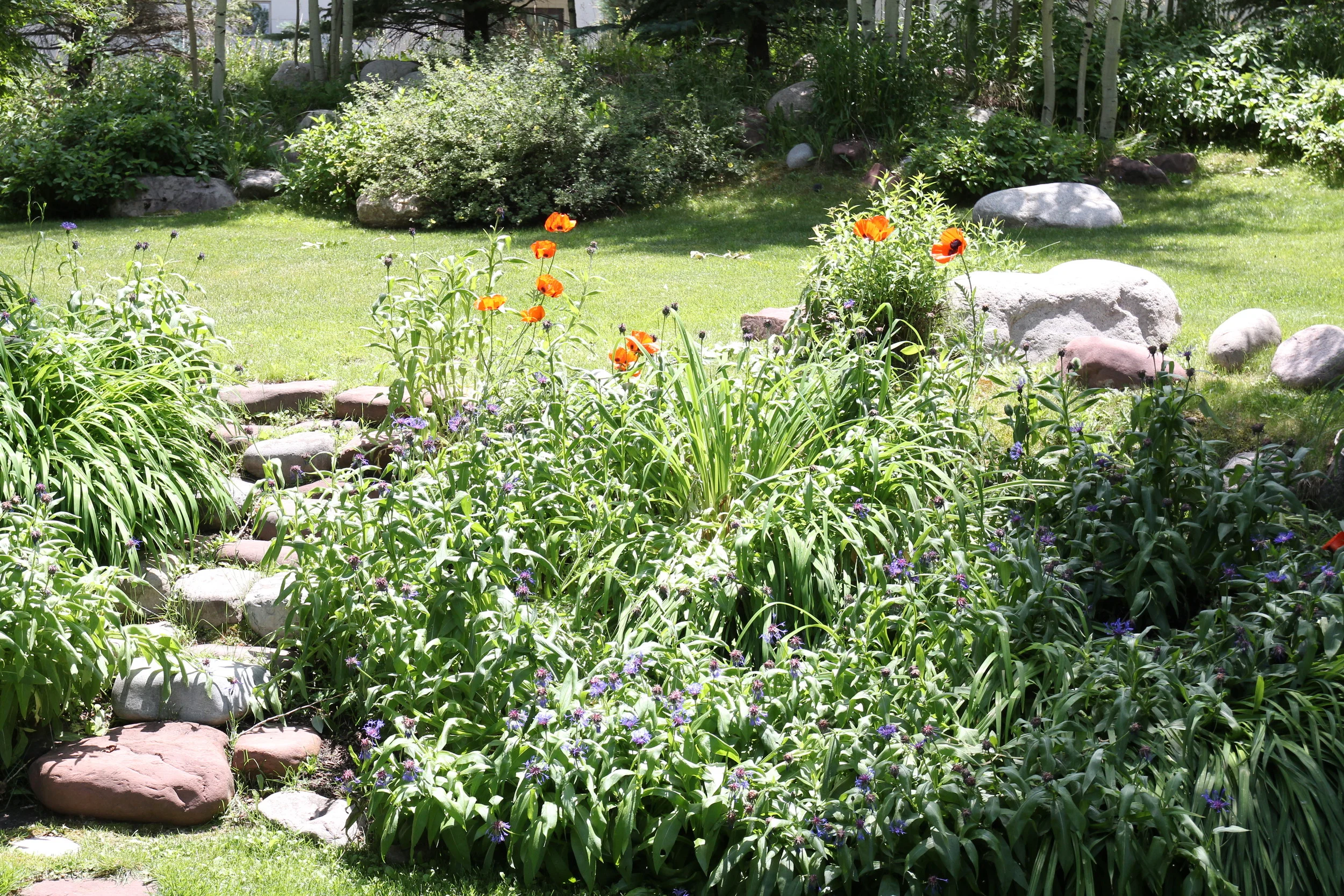 Poppy season in the garden
