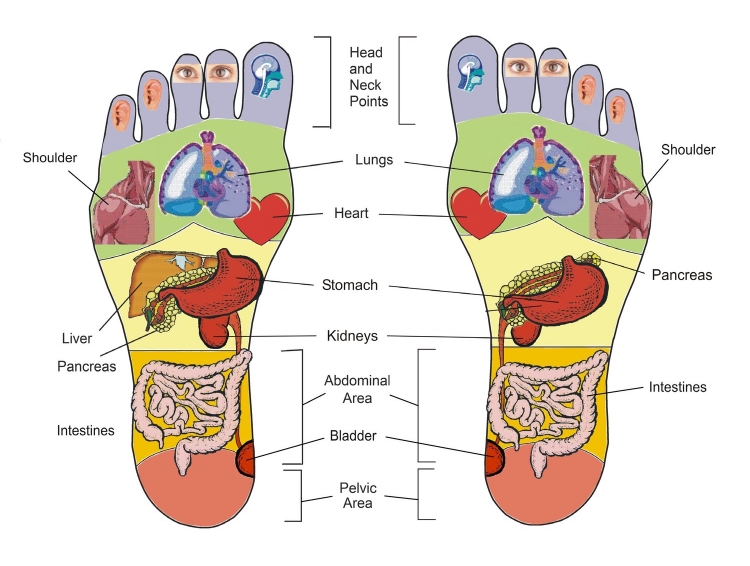 Foot Reflexology Chart Pregnancy