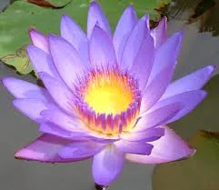 lotus.jpg