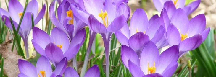 flowers-banner.jpg