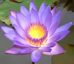 lotus.jpg