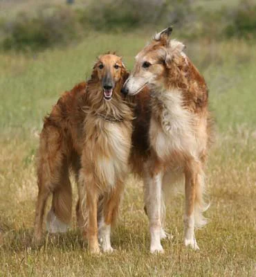TbirdandDino.jpg