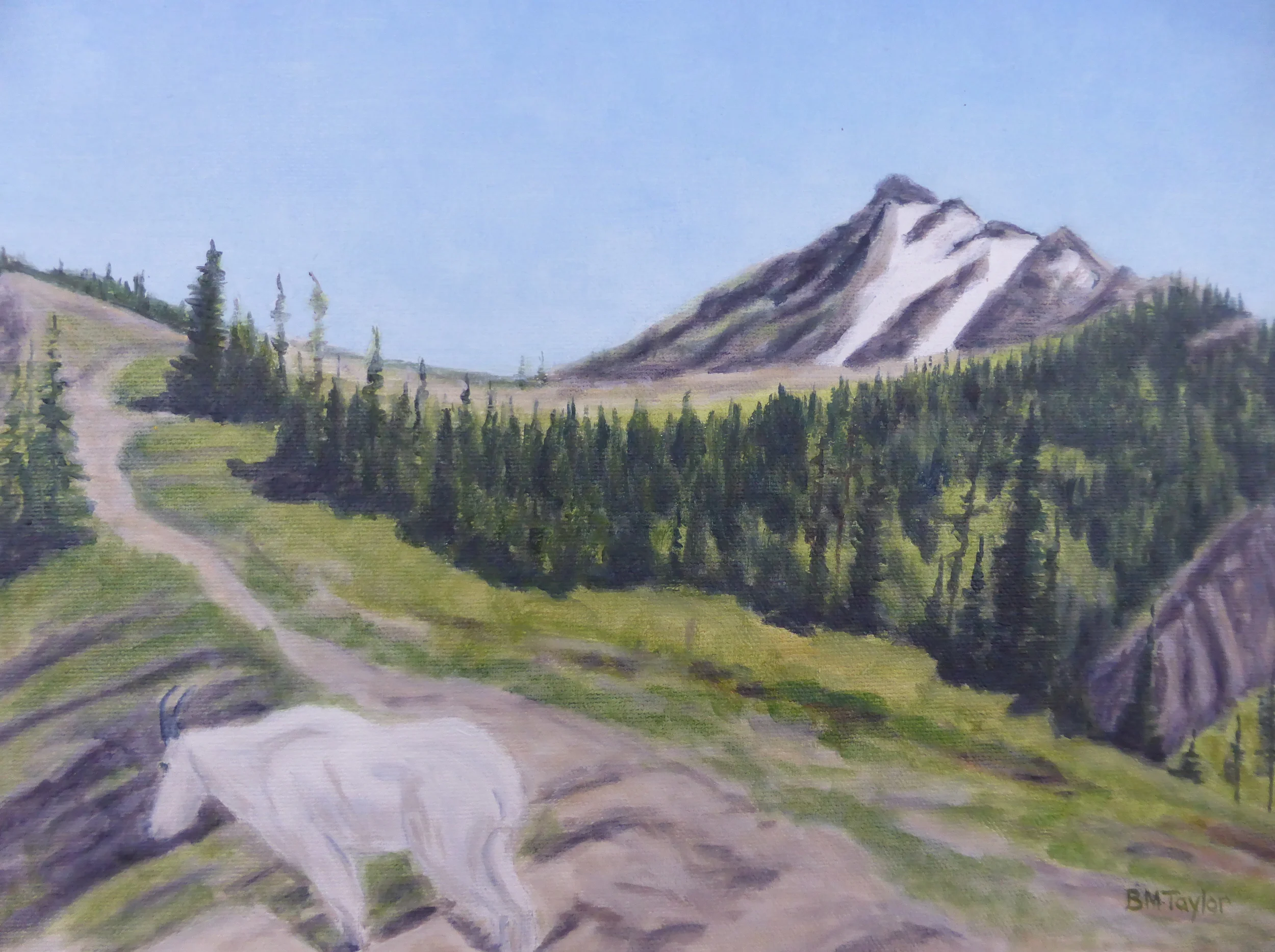 Mountain Goat at Mount Aeneas, Swan Range, MT