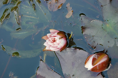 DSC_2753.JPG