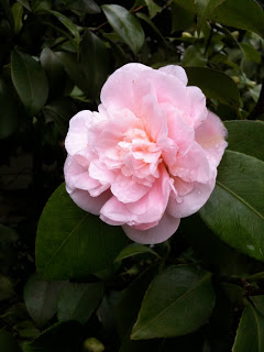 Backally+Flower.JPG