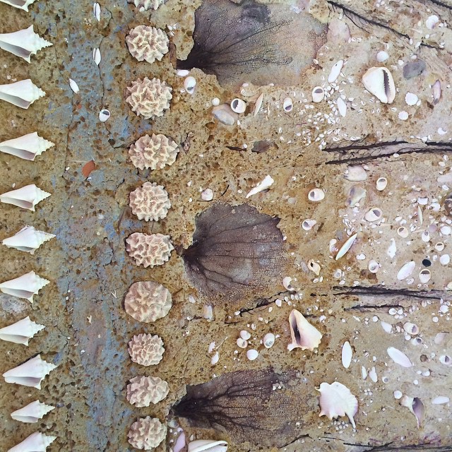 shell___sand_ceiling__old_Florida.jpg