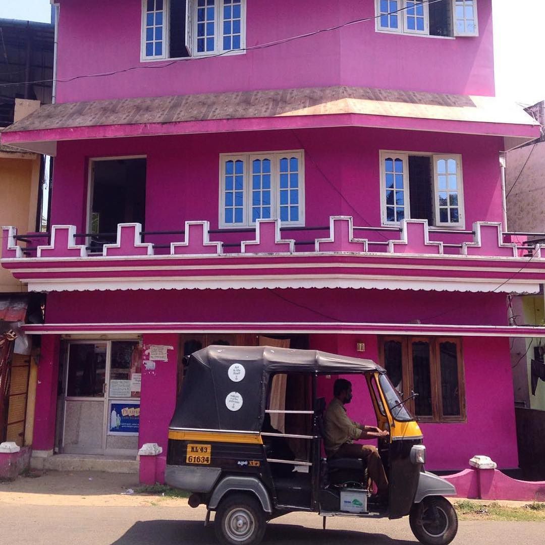 Kochi magenta