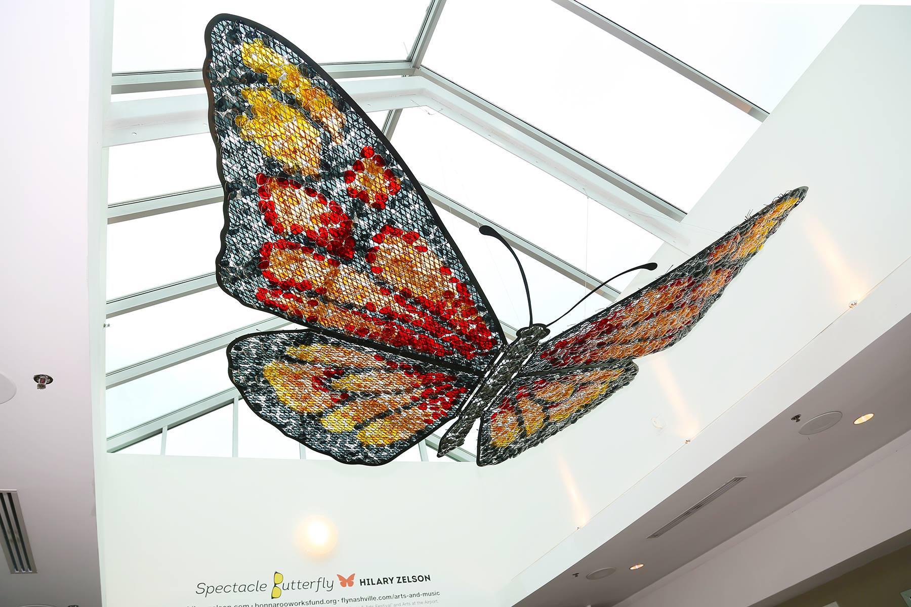 Spectacle Butterfly