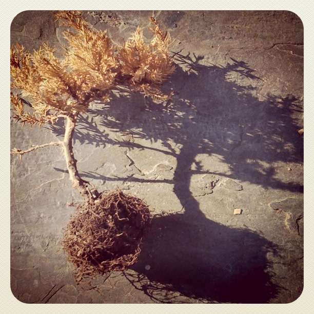 Dead Tree