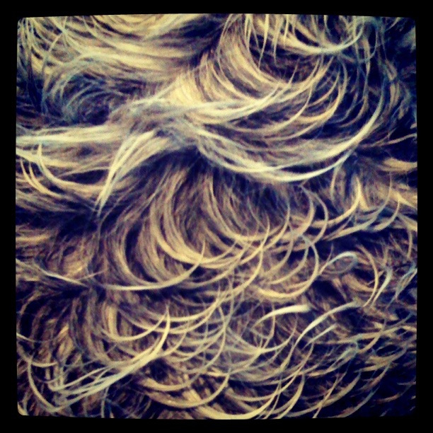 Dog Curls