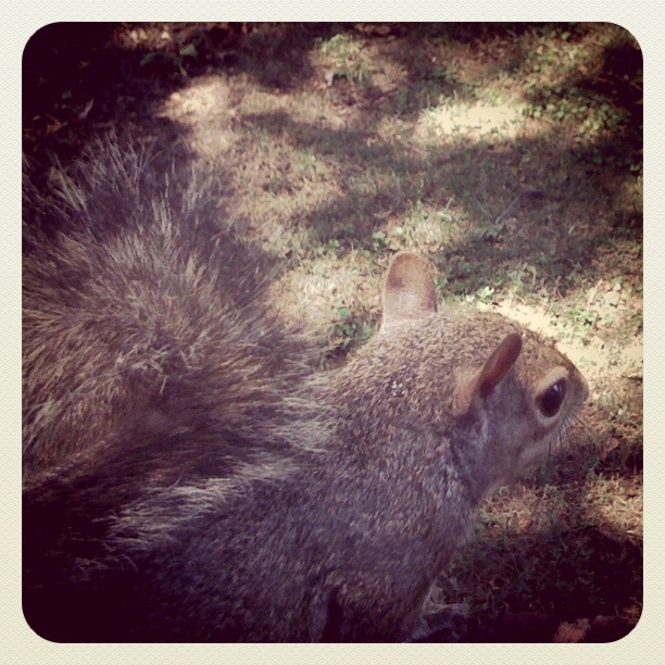 Squirrel
