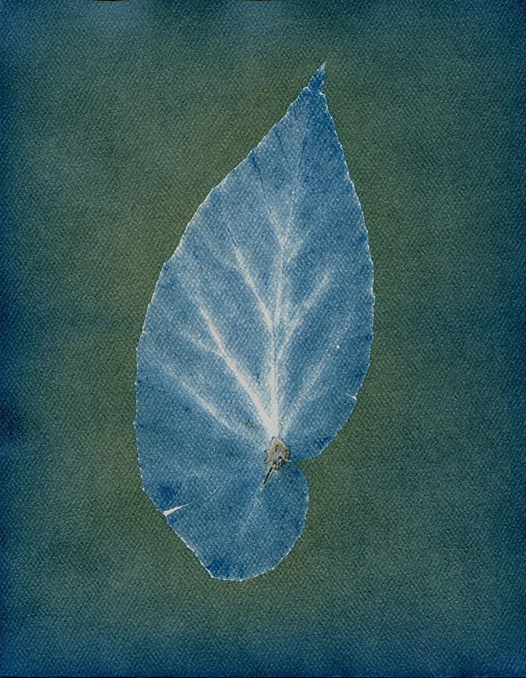 Leaf.jpg