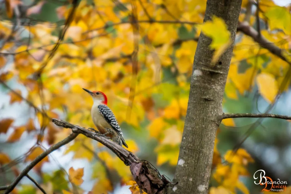 Red-Bellied Woodpecker. Goochland, VA