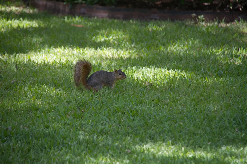 Nutty