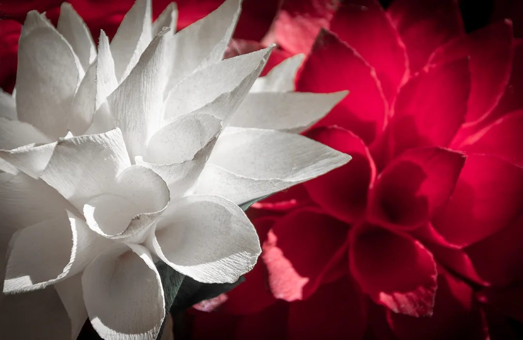 Scarlet and White.jpg