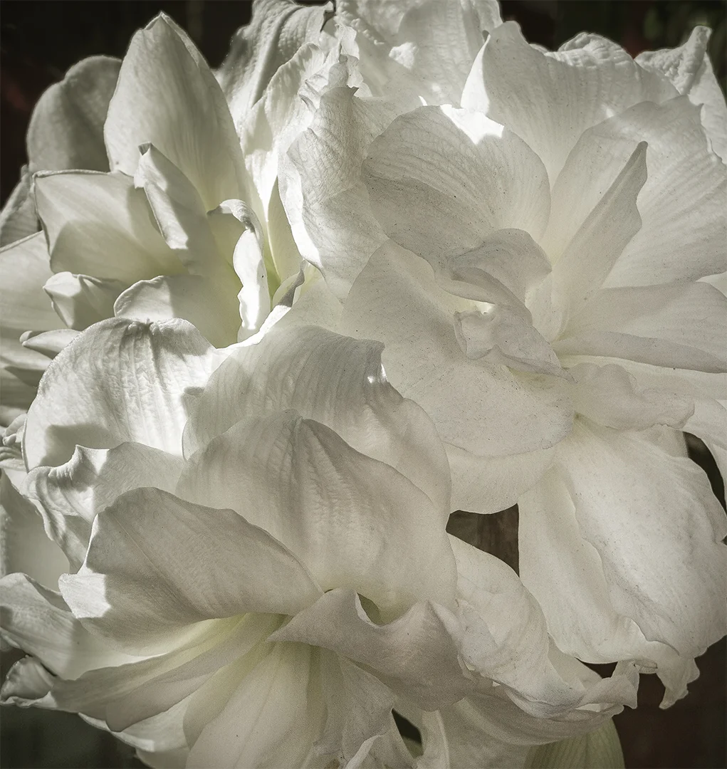 White Amarillis.jpg
