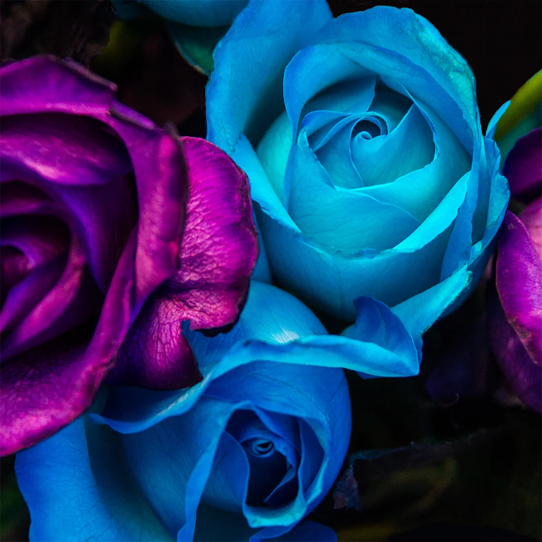 Blue Roses.jpg