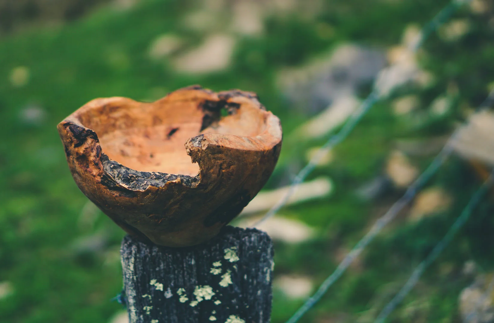 Burl Bowl