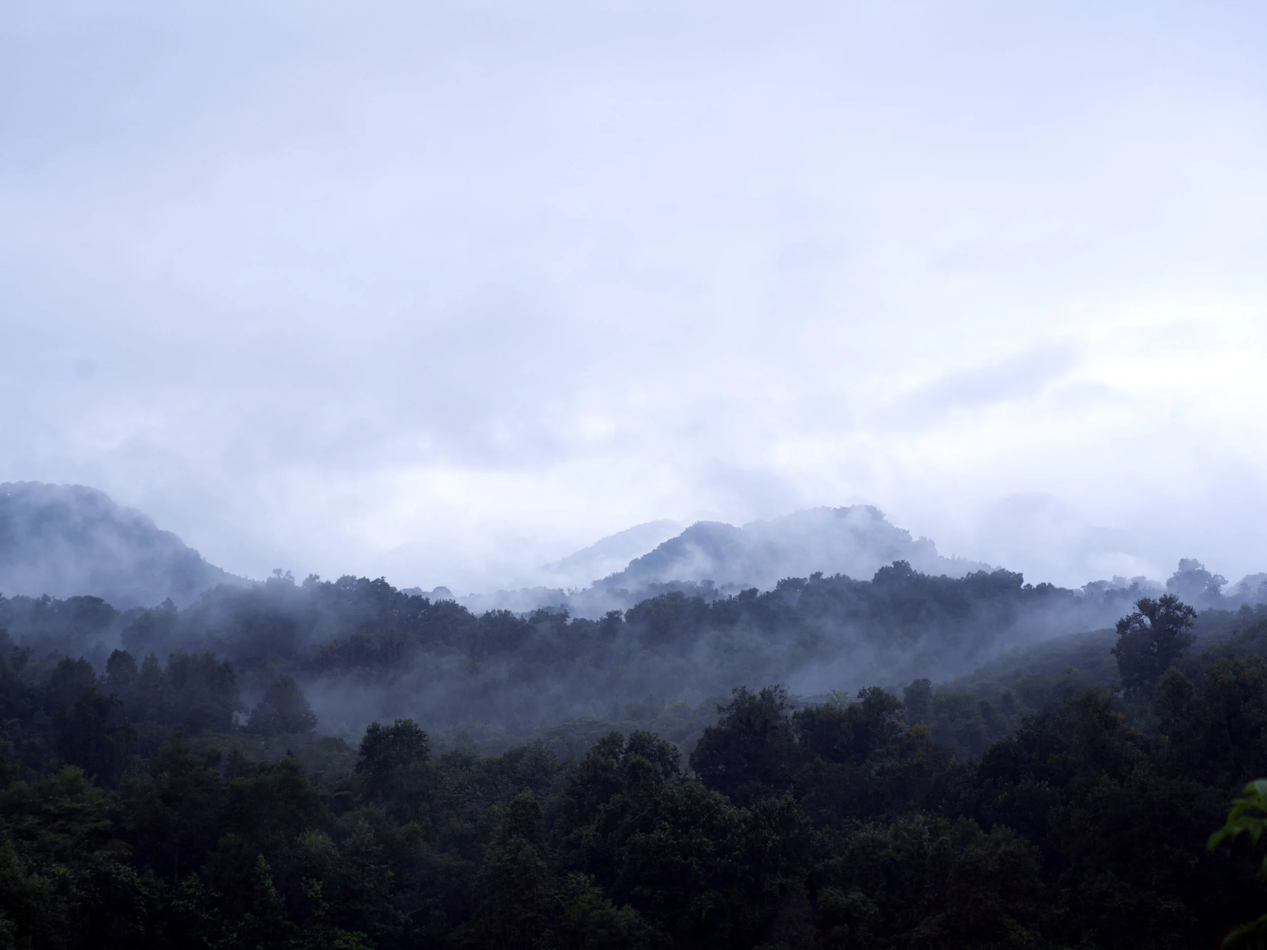 Bosque de Niebla
