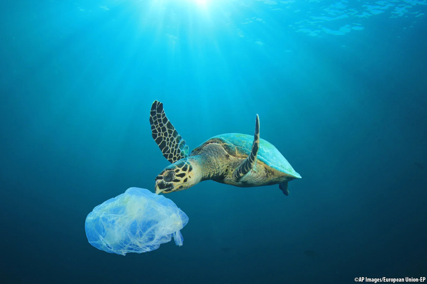 A Plastic Ocean