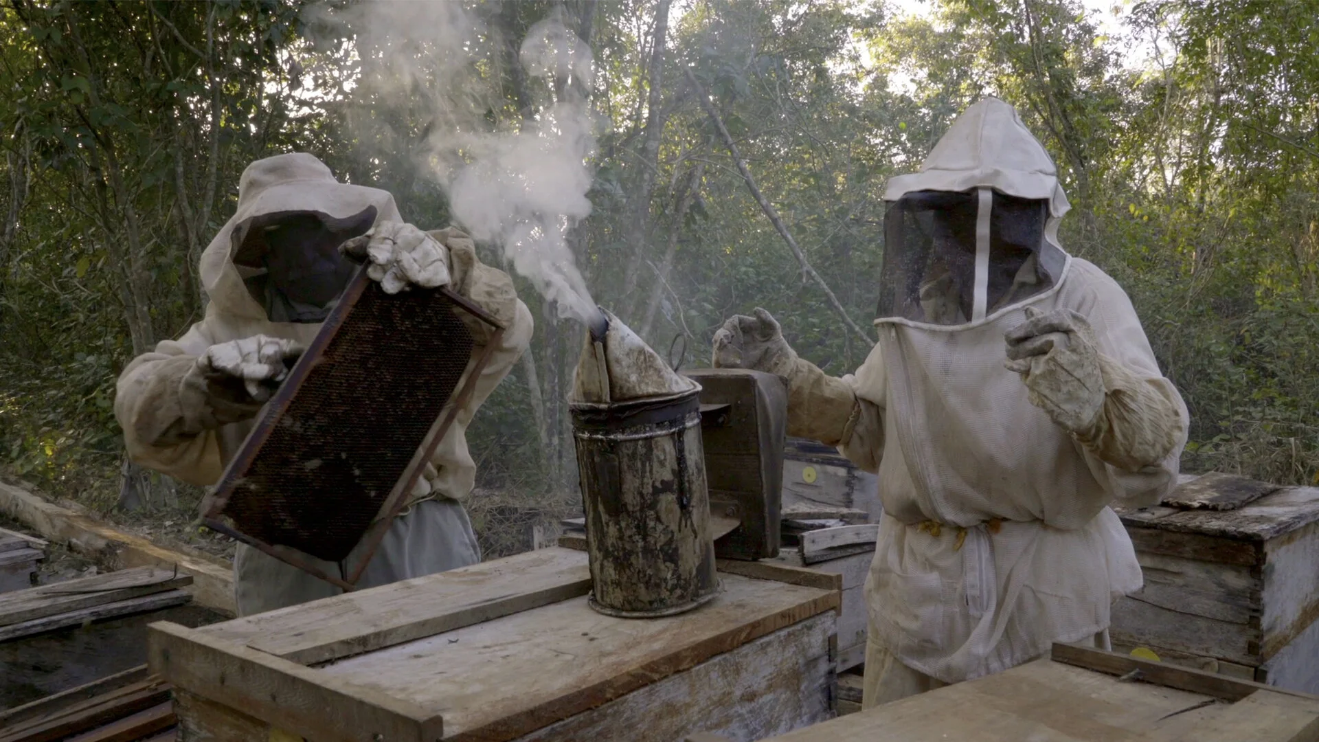 ¿Qué les paso a las abejas?