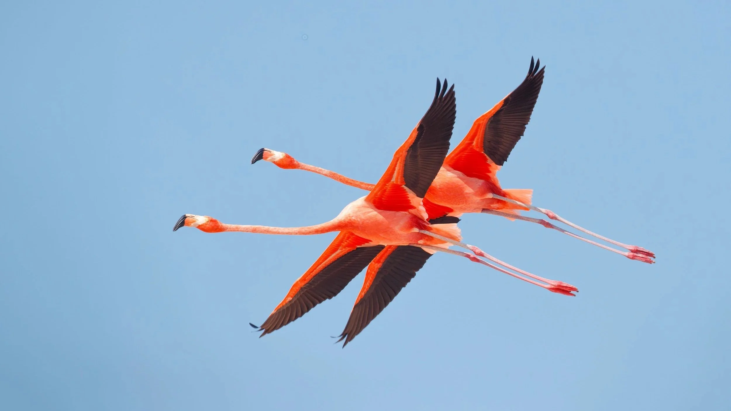 Flamingos, la vida después del meteorito