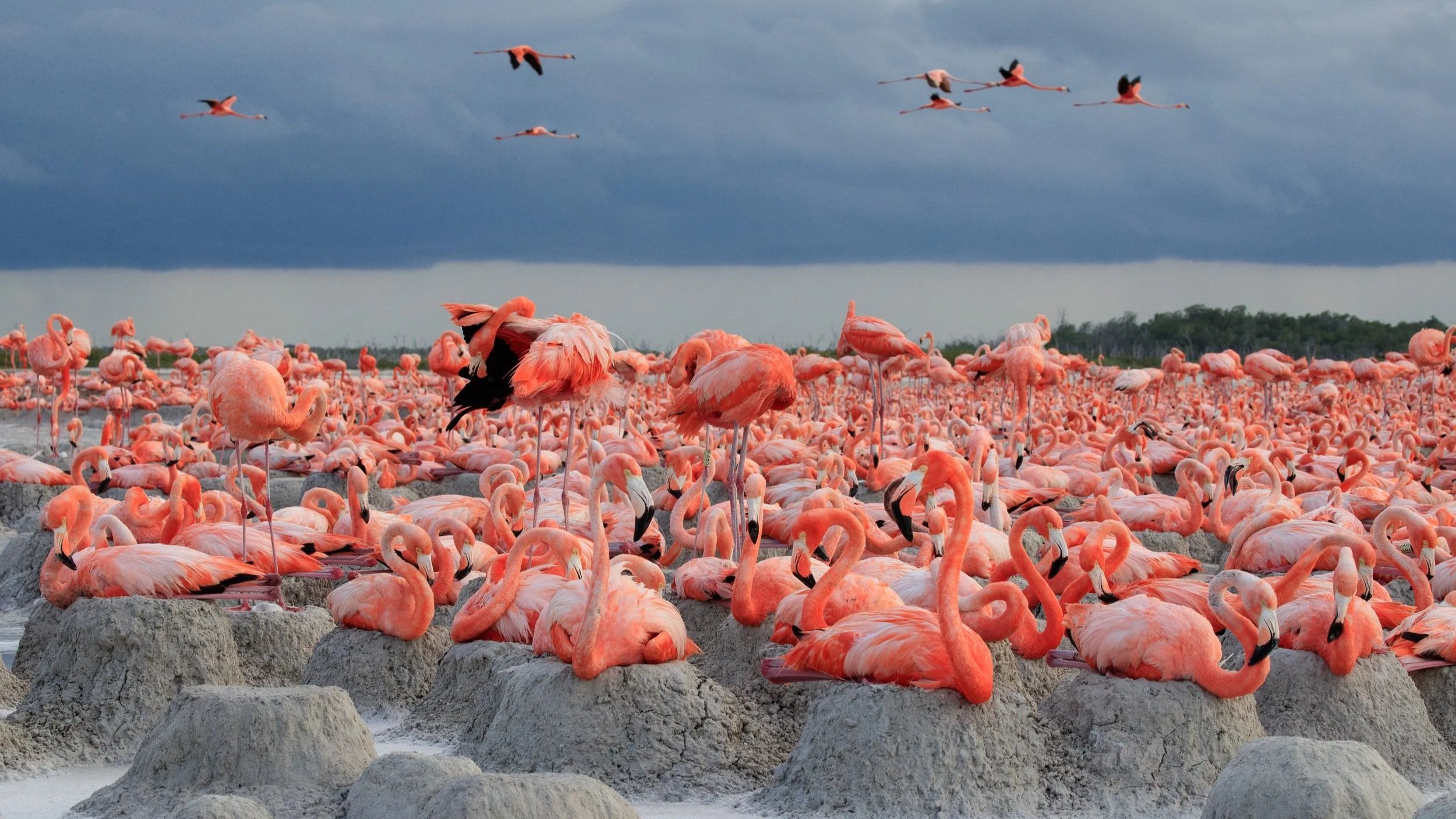 Flamingos, la vida después del meteorito (copia)