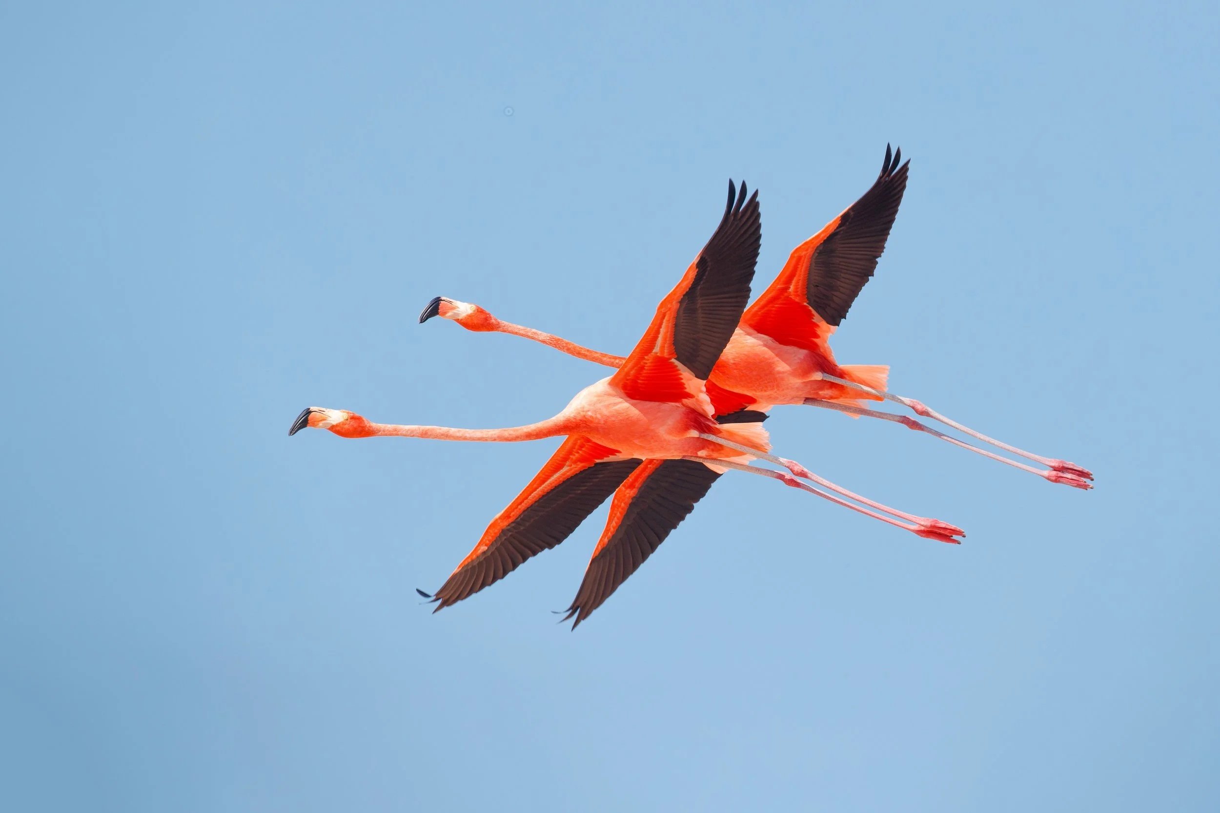 Flamingos, la vida después del meteorito