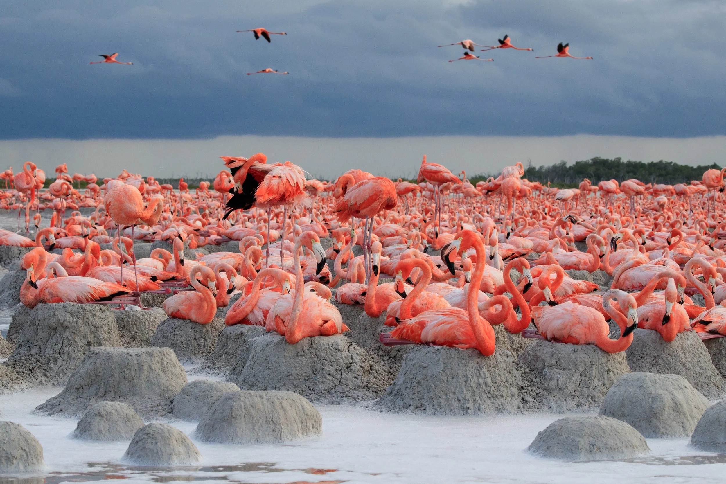 Flamingos, la vida después del meteorito