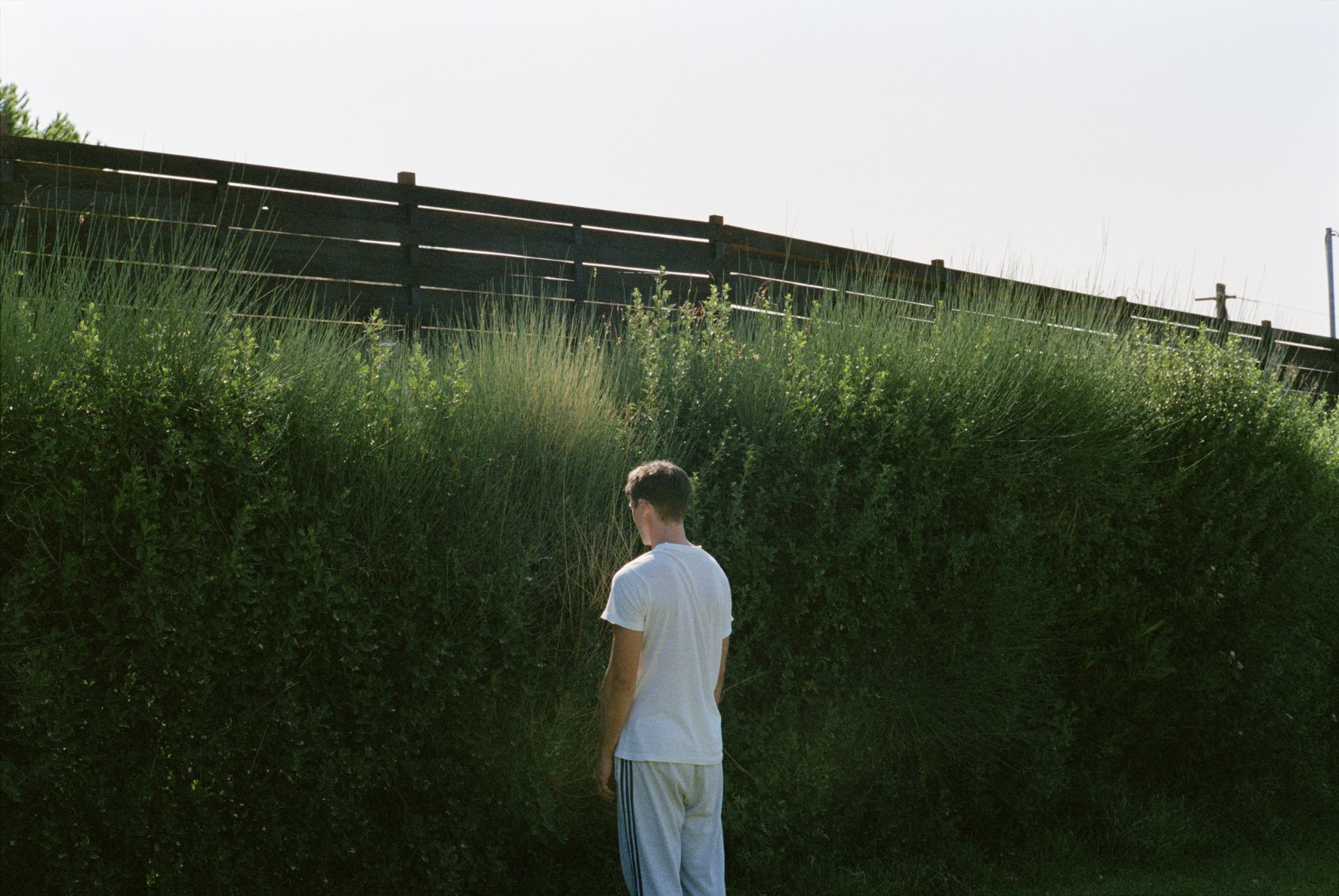 Dogtooth: Canino